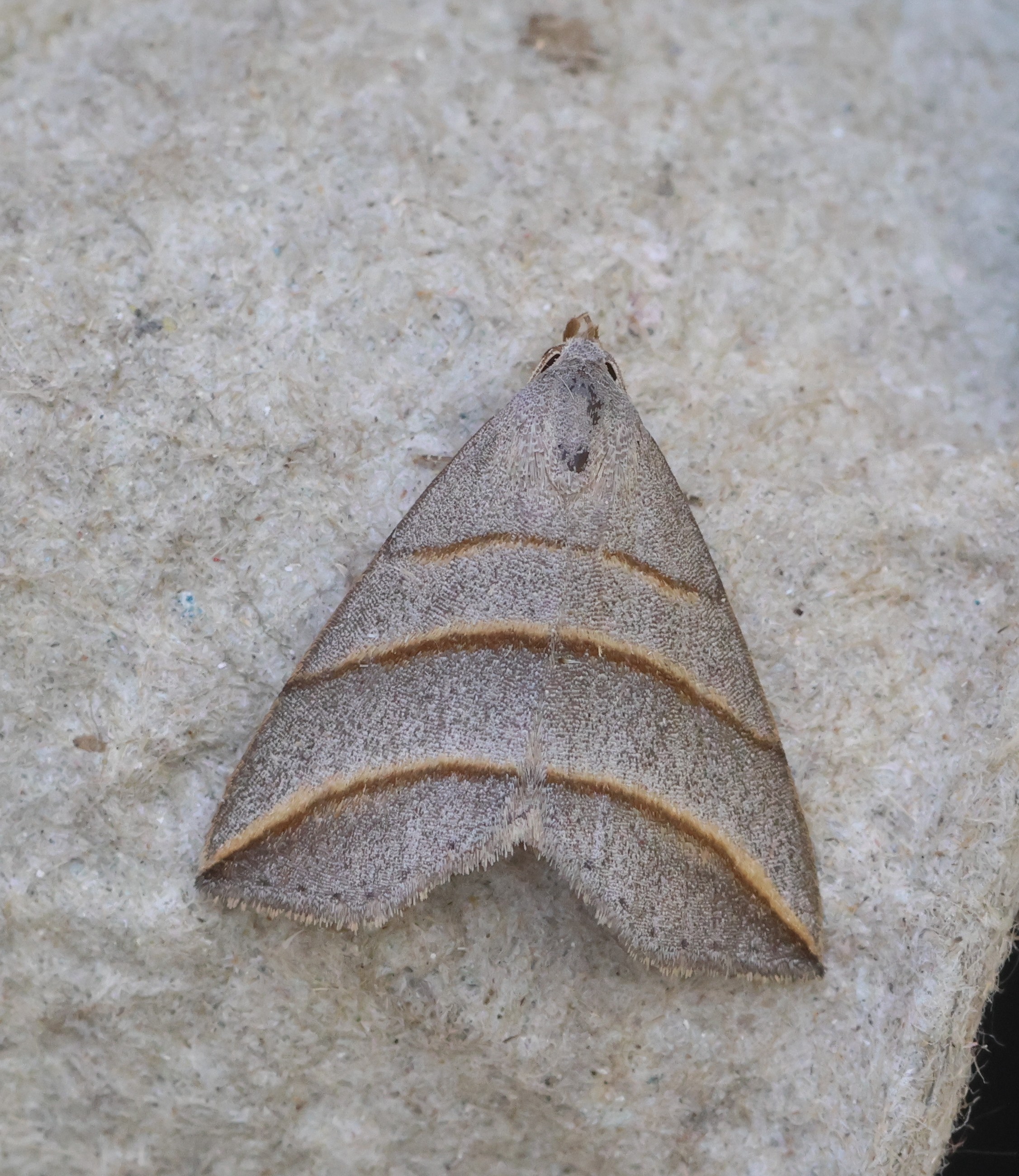 Photo of Lesser Belle (Colobochyla salicalis)